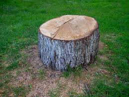 Best Utility Line Clearance  in Lakemont, PA