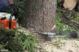 Best Stump Grinding and Removal  in Lakemont, PA
