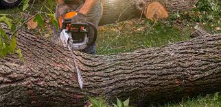 Best Leaf Removal  in Lakemont, PA