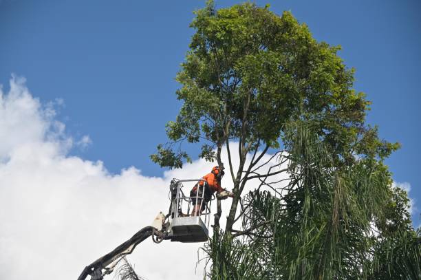 Best Hazardous Tree Removal  in Lakemont, PA