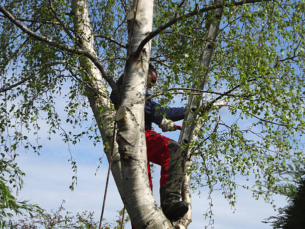 Best Tree Trimming and Pruning  in Lakemont, PA