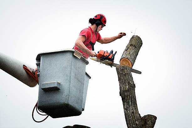 Best Aeration Services  in Lakemont, PA