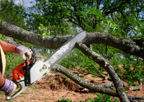 Reliable Lakemont, PA Tree Care Solutions