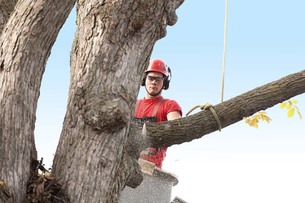 Best Arborist Consultation Services  in Lakemont, PA