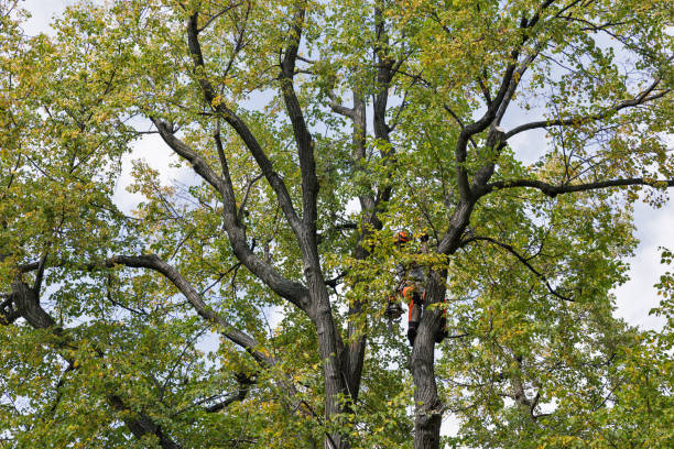 How Our Tree Care Process Works  in  Lakemont, PA